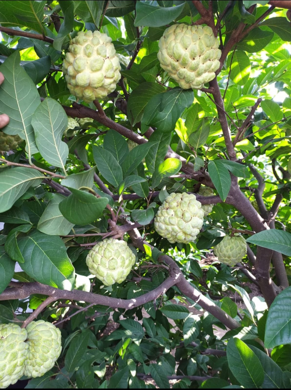 Sitaphal Orchard